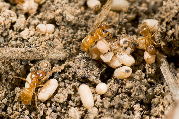 istock Yellow meadow ant - Lasius flavus 453499183