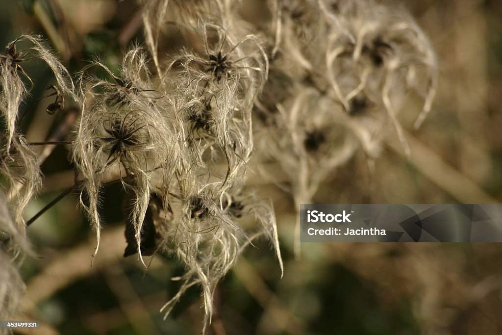 Clematis in winter Clematis seeds in winter Adult Stock Photo