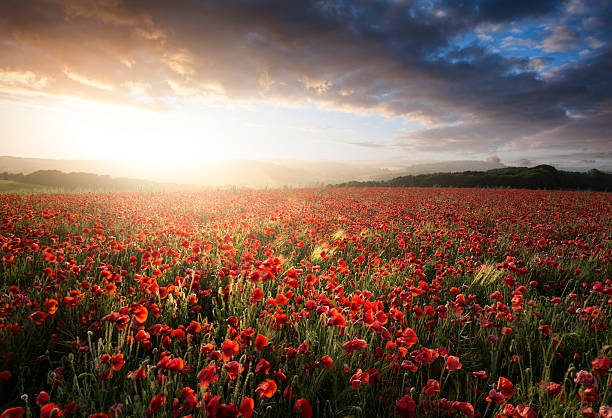 istock Stunning poppy field landscape under Summer sunset sky 453502245
