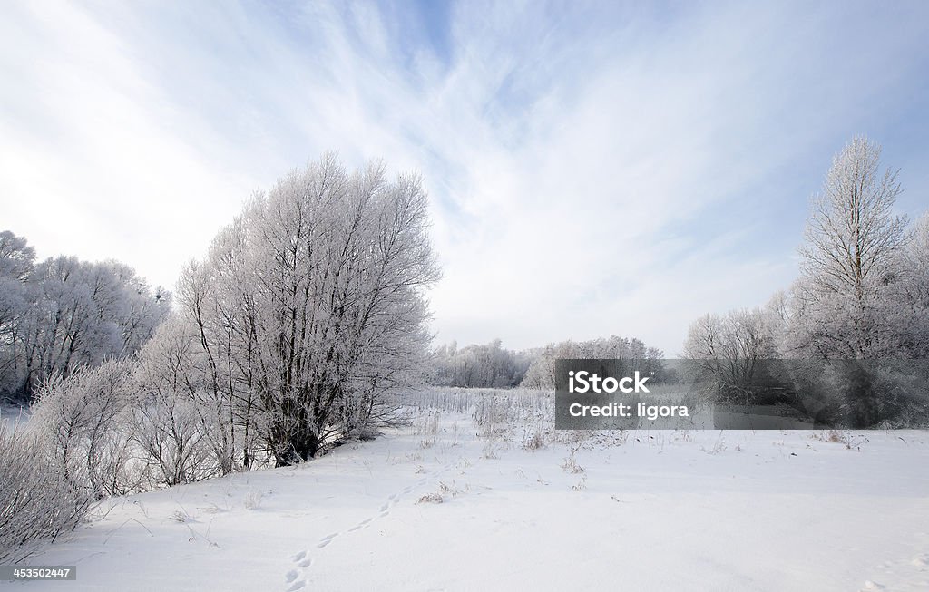 foresta invernale - Foto stock royalty-free di Albero