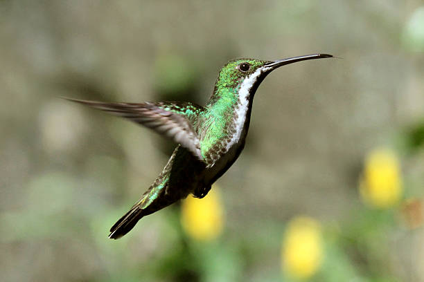 Humminggird stock photo