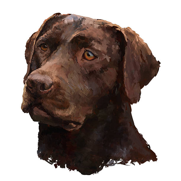 ilustrações, clipart, desenhos animados e ícones de pintura de labrador - working late