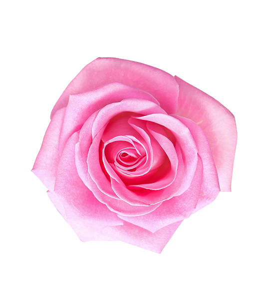 istock flower of pink rose 453504627
