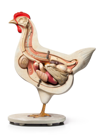 Chicken anatomical model. Photo with clipping path.