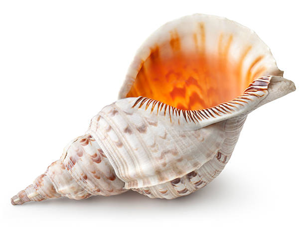 sea shell - tritonshorn stock-fotos und bilder