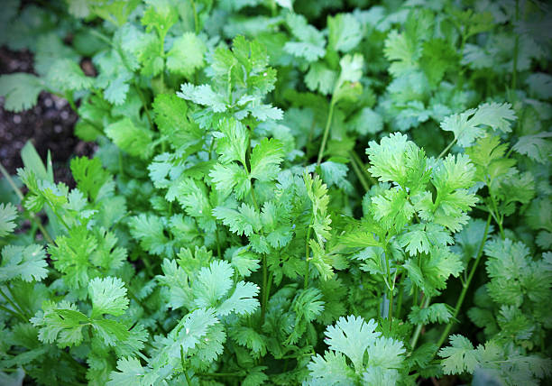Cilantro Growing in Garden Bright green cilantro, a popular herb, growing in my organic herb garden cilantro growing stock pictures, royalty-free photos & images