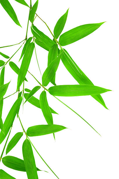 istock bamboo leaves isolated on white background 453507393