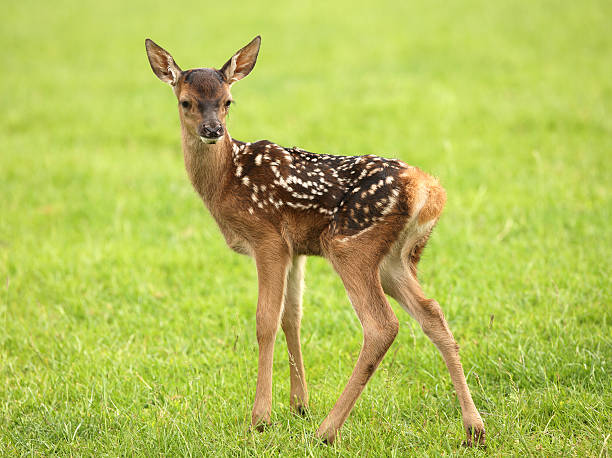 baby damhirsch - fallow deer fawn deer fallow field stock-fotos und bilder