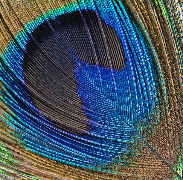 istock Close up of peacock feather 453507951