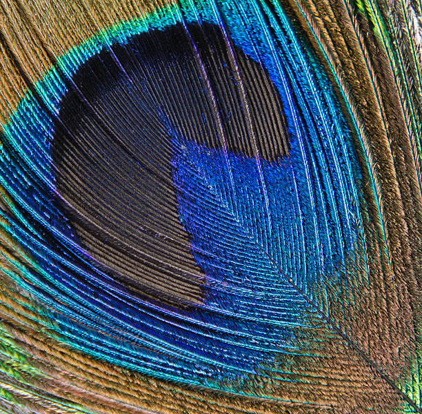 Close up of peacock feather stock photo