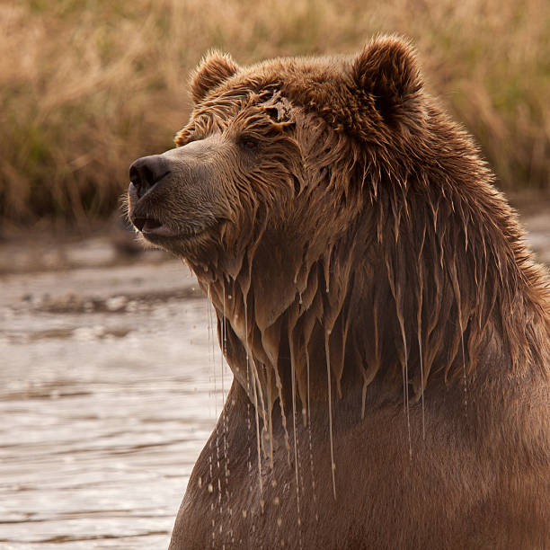 Close-up de um urso Kodiak de bebidas alcoólicas - foto de acervo