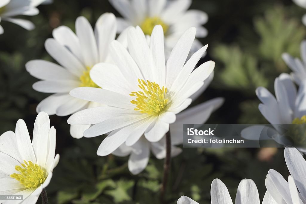 Anemonen - Lizenzfrei Baumblüte Stock-Foto