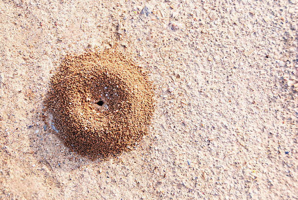 дом ant - anthill стоковые фото и изображения