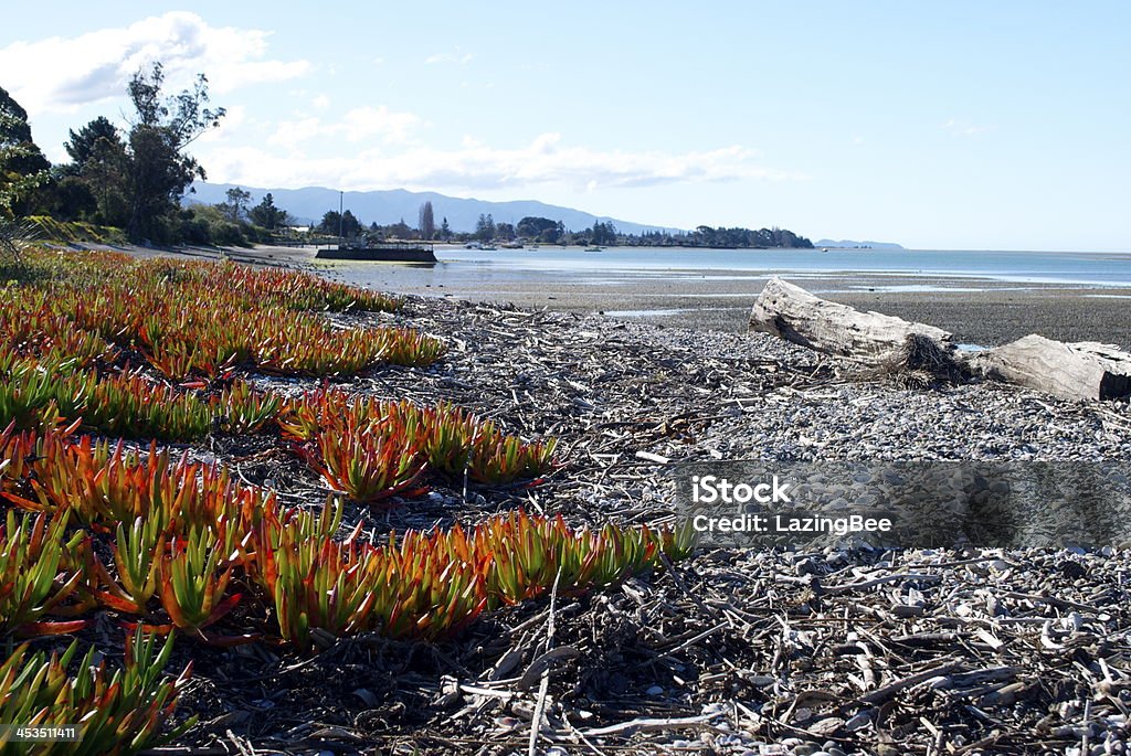 Motueka Seascape, Tasman região, Nova Zelândia - Foto de stock de Aloe Capensis royalty-free