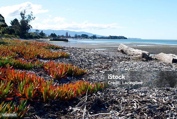 Motueka Морской Пейзаж Тасманово Регионе Новая Зеландия — стоковые фотографии и другие картинки Wild Aloe