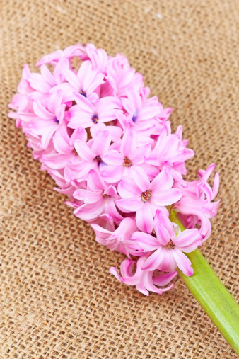 pink hyacinth on the background of the old canvas