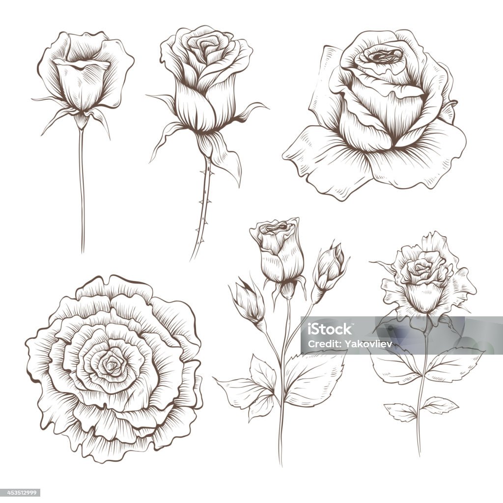 Hand drawn rose flowers set isolated on a white Hand drawn rose flowers set isolated on a white backgrounds Blossom stock vector