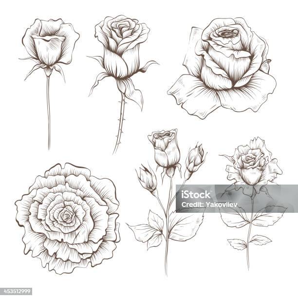 Hand Drawn Rose Flowers Set Isolated On A White Stock Illustration - Download Image Now - Blossom, Branch - Plant Part, Bud