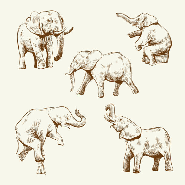 수작업 코끼리 세트 바탕에 흰색 배경 - elephant animal isolated white background stock illustrations