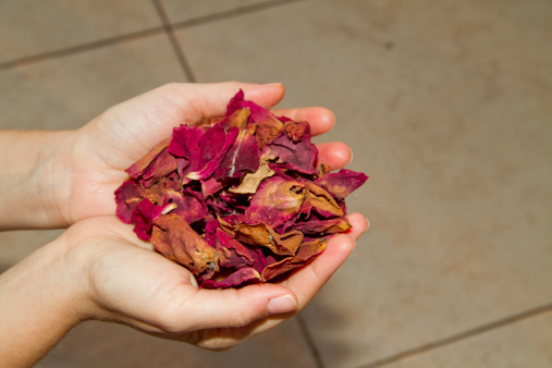 woman hands holding red dry rose petals
