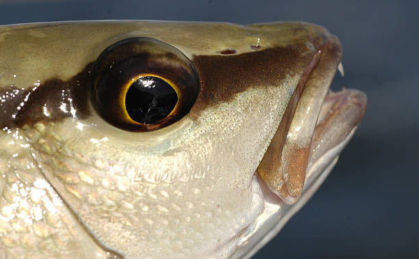 istock Close up photo of mangrove snapper fish 453513413