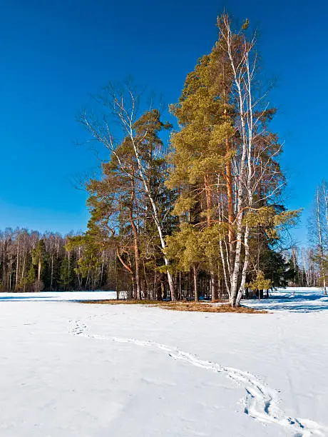 Winter forest with birches, pine trees and footprints on snow