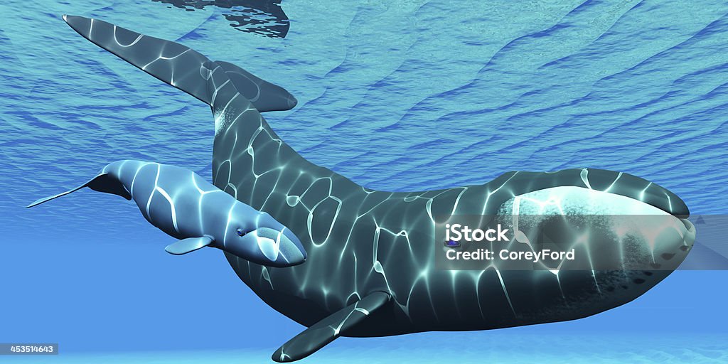 Bowhead Mutter Und Kalbsleder Stockfoto und mehr Bilder von Grönlandwal ...