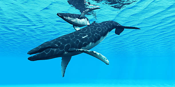 istock Humpback Mother and Calf 453515147