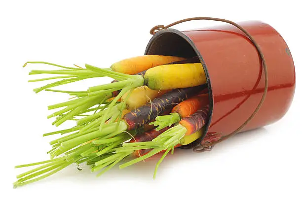 fresh colorful mix of red,orange and yellow carrots with some foliage on a white background