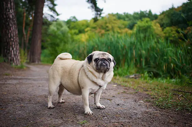 Little fat pug walking in summer park