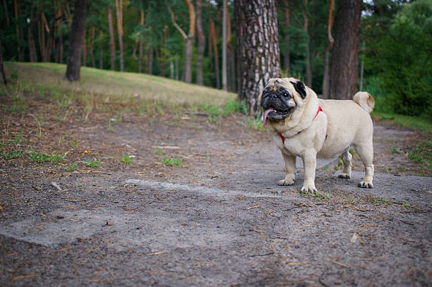 istock Little Funny Pug Outdoors 453515929