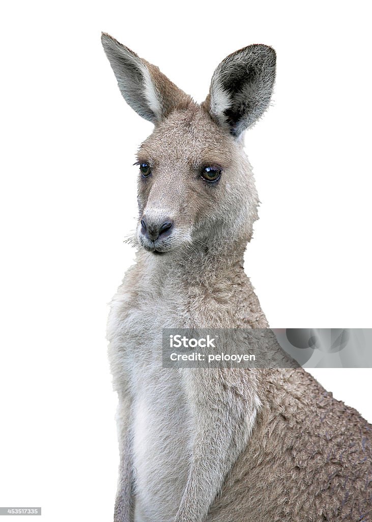 portrait de kangourou - Photo de Australie libre de droits