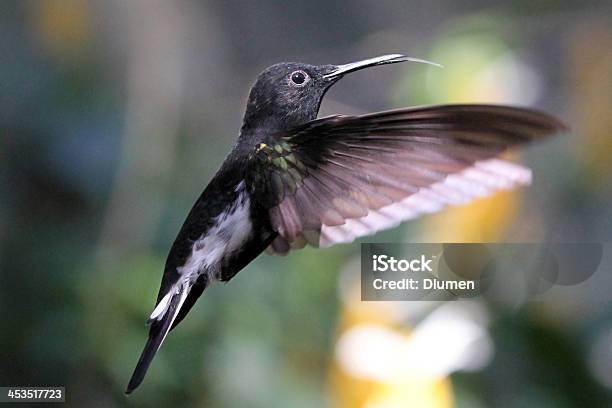 Humminggird Stock Photo - Download Image Now - Blurred Motion, Environmental Conservation, Green Color