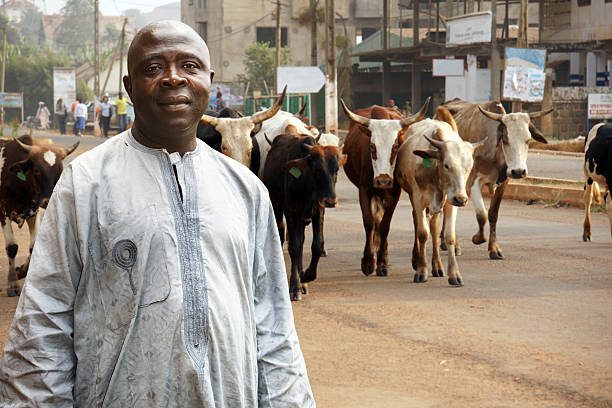 African cattle farmer African cattle farmer or herdsman leading his herd of cows on a busy city street. More Africa photos: http://tonytremblay.com/sylvie/afrique.jpg cameroon stock pictures, royalty-free photos & images