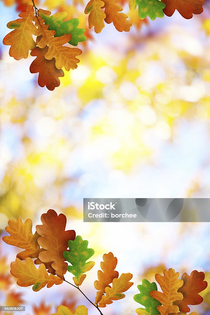 Foglie d'autunno - Foto stock royalty-free di Albero