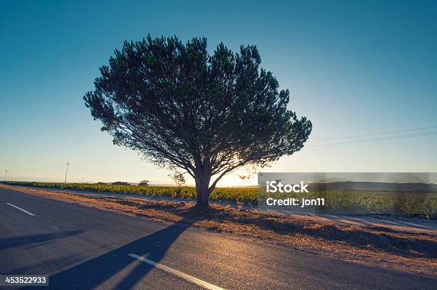 Backlighted Treesouth Africa Stock Photo - Download Image Now - Africa, Back Lit, Beauty In Nature