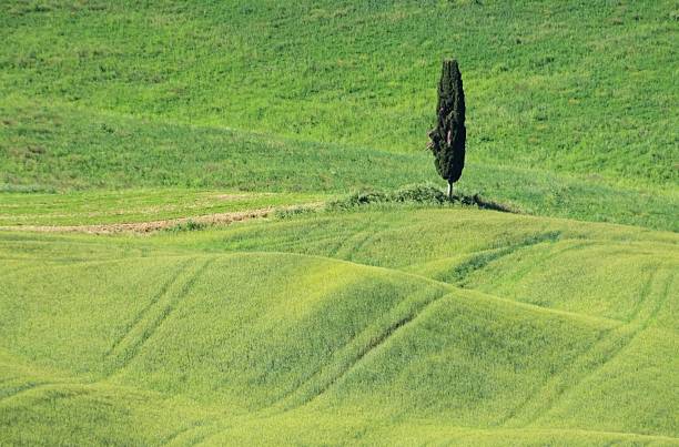 istock Tuscany field and cypress tree 453523547