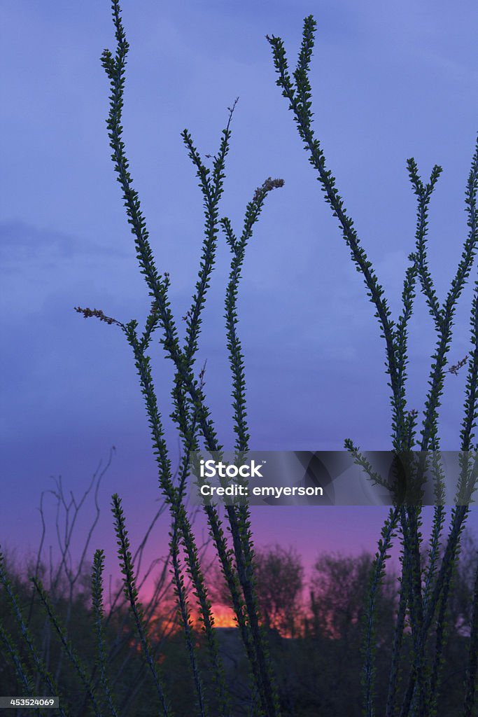 Desierto vida útil: Atardecer Ocatillo - Foto de stock de Silueta libre de derechos