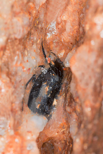 Carrion beetle stuck in sap, macro photo Carrion beetle stuck in sap, macro photo beetle silphidae stock pictures, royalty-free photos & images