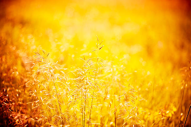 Warm meadow at sunset stock photo