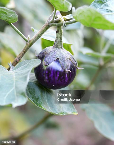 Photo libre de droit de Aubergine De Terres Agricoles banque d'images et plus d'images libres de droit de Adulte d'âge mûr - Adulte d'âge mûr, Agriculteur, Agriculture