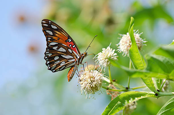 gulf fritillary butterfly (agraulis vanillae) - fritillary butterfly butterfly insect lepidoptera zdjęcia i obrazy z banku zdjęć
