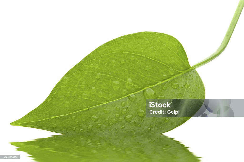 Лист Зеленые и свежие изоляции - Стоковые фото Абстрактный роялти-фри