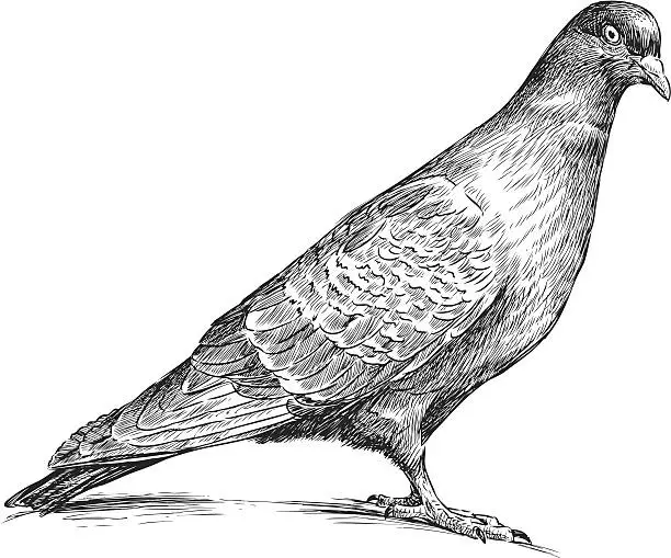 Vector illustration of watching pigeon