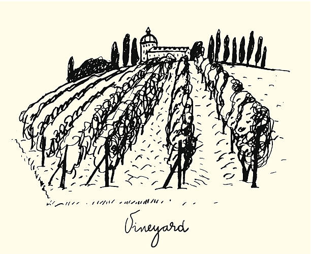 Vineyard. Wine & Grape illustration. Hand drawn vineyard. beaujolais region stock illustrations