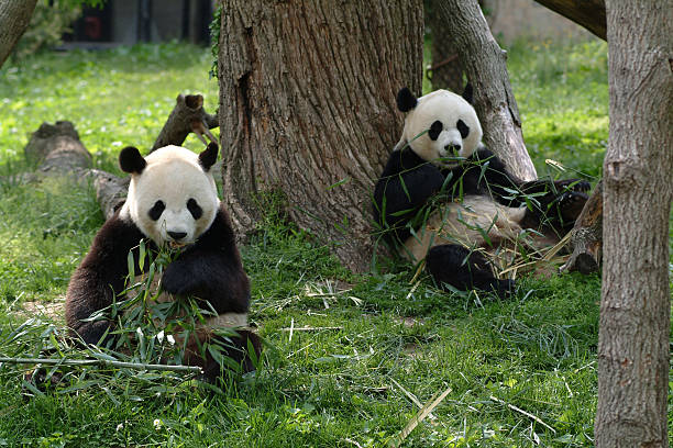 istock Giant pandas in a field 453527941