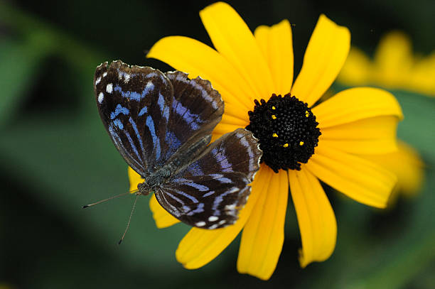 istock Blue butterfly on a yellow flower 453528289