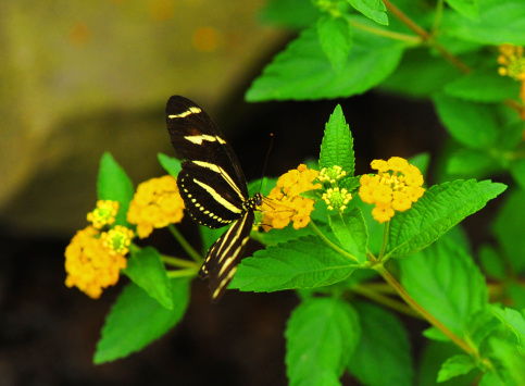 Black and Yellow Butterfly perched on a yellow flower