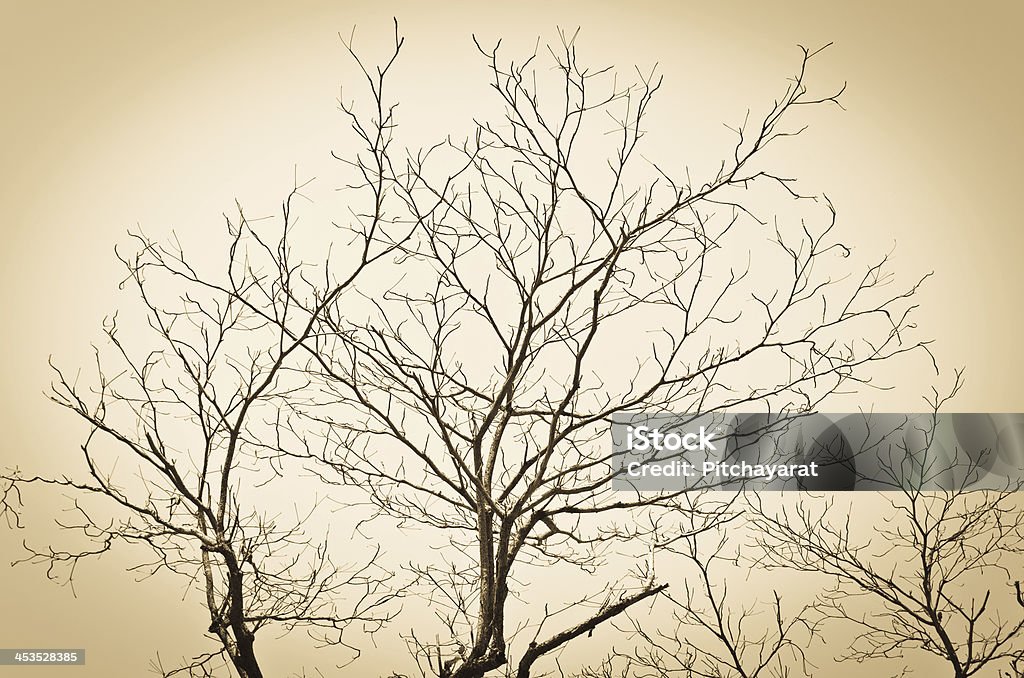 Branche d'arbre - Photo de Afrique libre de droits