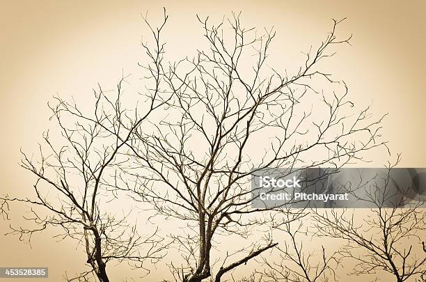 Photo libre de droit de Branche Darbre banque d'images et plus d'images libres de droit de Afrique - Afrique, Arbre, Arbre sans feuillage